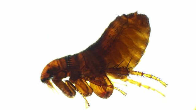 Alive flea moving legs and scrawling is filmed on white background under microscope 40x. Isolated macro footage of dangerous little insect biting hairy animals. Educating bug with scientific equipment