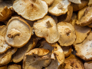 Fresh raw Mushrooms for sale at Spanish Market