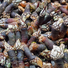 Fresh Gooseneck Barnacles at a market in Spain