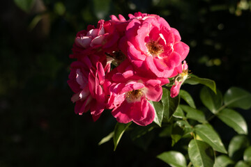 Beautiful bouquet of red roses