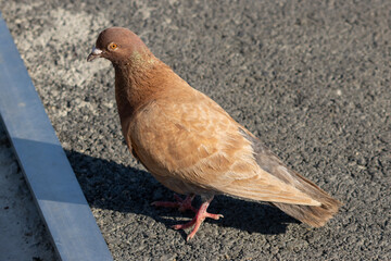 Close up photo of a  brown pigeon on the ground