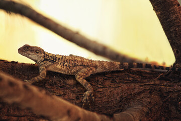 lizard on the tree