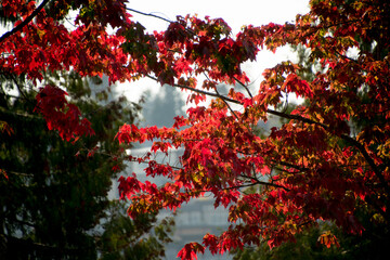 Fall seasons for Northwest maples