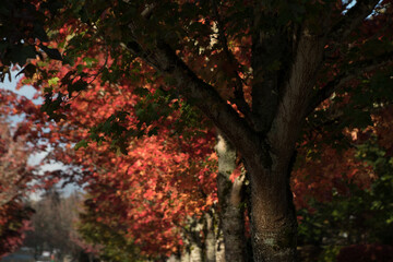Red  and orange tones on maple foliage - 1