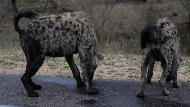 Spotted hyenas reading the mornings news reports