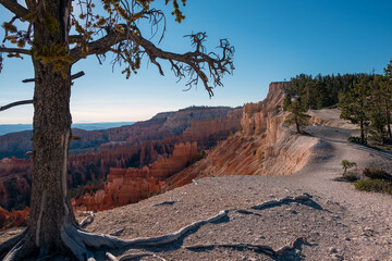Dry tree in Bryce canyon, Utah, USA.