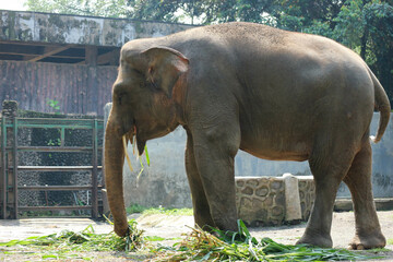 Sumatran elephant (Elephas maximus sumatranus) in the Ragunan Wildlife Park or Ragunan Zoo
