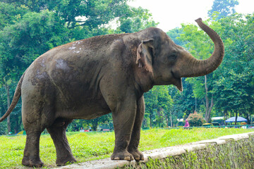Sumatran elephant (Elephas maximus sumatranus) in the Ragunan Wildlife Park or Ragunan Zoo