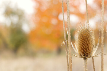 autumn dried flower