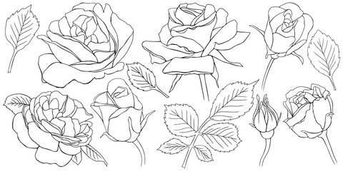 Rose flowers and leaves. Isolated hand drawn set.