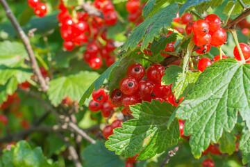 Fototapeta premium Ripe berries of red currant on a branch. Selective focus, blur.