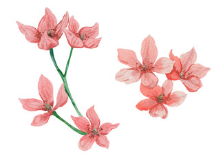 Watercolor pink flower isolated on white background