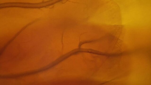 Body and internal organs of alive flea filmed on white background under microscope 400x. Isolated macro footage of dangerous little insect biting hairy animals. Small life beings in nature concept