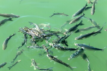 Fish swim in sea water on the Mediterranean coast.