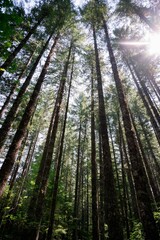 Low angle shot of high pine trees in the forest with sunlight, vertical shot