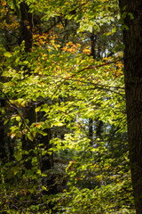 Obraz premium forêt sauvage en automne