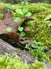 Brauner Pilz unter einem Blatt