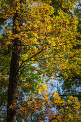 Fototapeta na wymiar forêt sauvage en automne