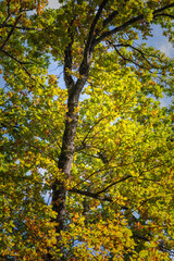 Fototapeta premium forêt sauvage en automne