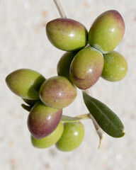 Aceitunas de la variedad picual en la Comunidad de Madrid
