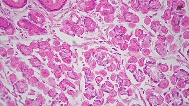 Kidney tissues in longitudinal section magnified under microscope 400x filmed on bright field. Investigation of cortex cells structure with lab equipment at medical university. Diagnostic theme