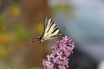 Iphiclides podalirius	