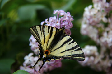 Iphiclides podalirius	