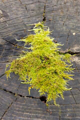 moss on a stump