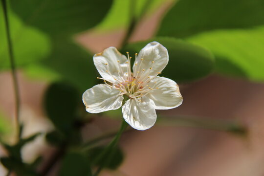 Fiore di rovi