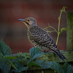 Northern flicker (Colaptes auratus) perched on a fence in Courtice, Ontario, Canada
