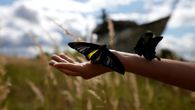 close-up of a child's hand holding two large butterflies against the background of a field with high dry grass in windy weather