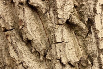 bark of a tree