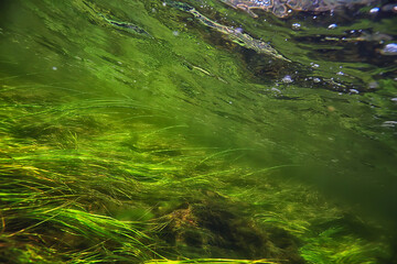 green algae underwater in the river landscape riverscape, ecology nature