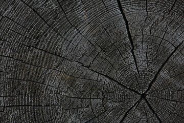 background texture old tree rings log round
