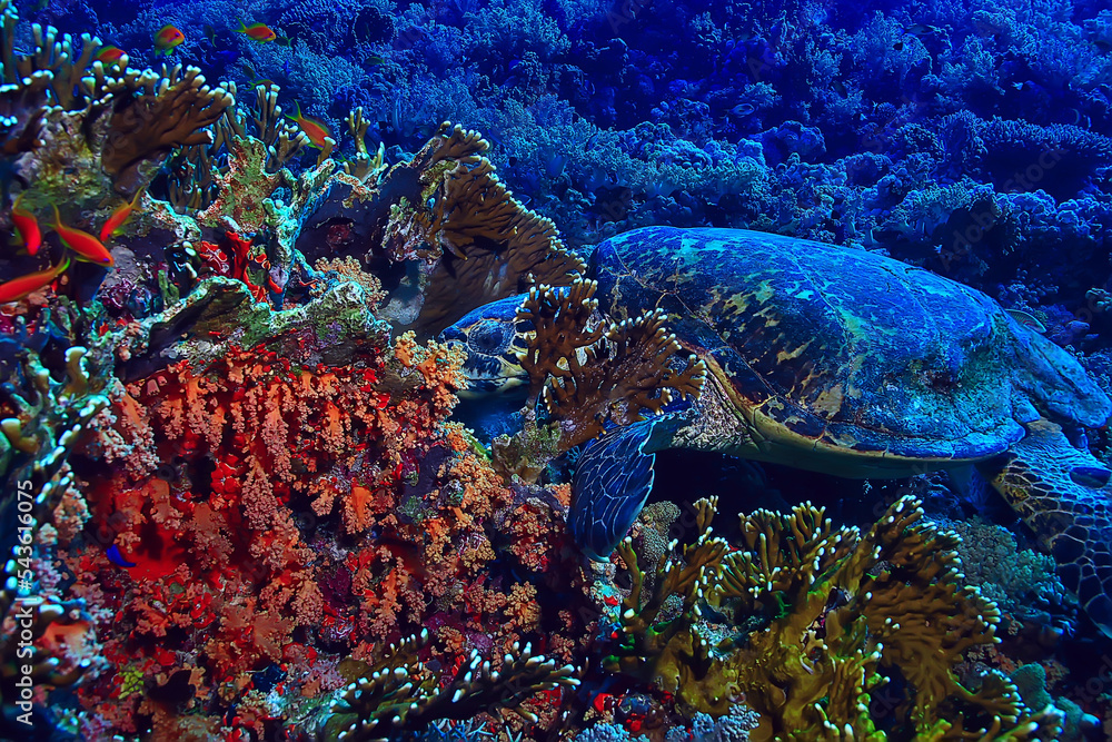 Wall mural sea turtle underwater on a coral reef - Wall murals