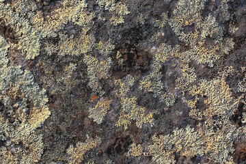 lichen moss texture background, nature abstract old stone