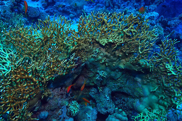 tropical sea underwater background diving ocean