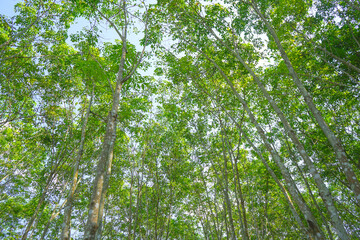 Rubber tree up view from below against the blue sky background