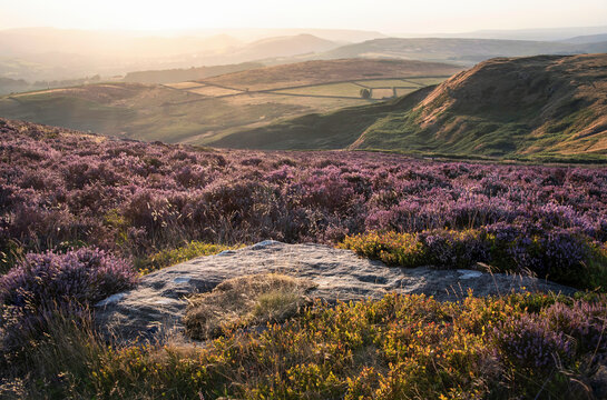 Absolutely beautiful sunset landscape image looking from Higger Tor in Peak District across to Hope Vally in late Summer with heather in full purple bloom