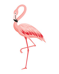 Pink flamingo. Exotic tropical bird character. Isolated wildlife animal. Nature wild fauna. Cute african bird standing