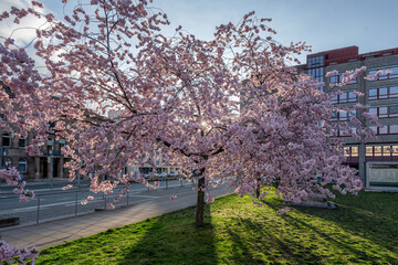 Naklejka premium blossom