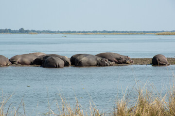 Hippos resting in Zambezi River, Zambia