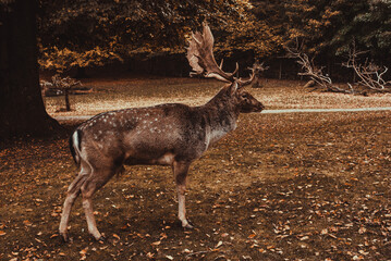 Naklejka na ściany i meble Marselisborg Deer Park. Aarhus tourism. Travel to Denmark Jutland. Mammal animals. Autumn landscape. Danish nature. Roe deer stag