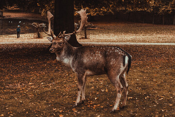 Marselisborg Deer Park. Aarhus tourism. Travel to  Denmark Jutland. Mammal animals. Autumn  landscape. Danish nature. Roe deer stag