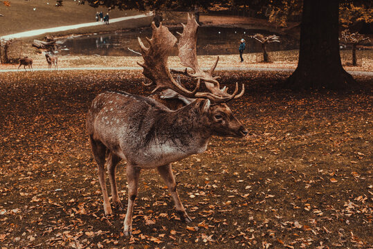 Marselisborg Deer Park. Aarhus tourism. Travel to  Denmark Jutland. Mammal animals. Autumn  landscape. Danish nature. Roe deer stag