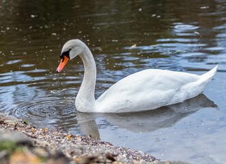 swan on the water