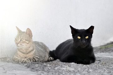 Two stray cats  resting at sunlight in the street