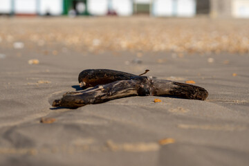 Washed Up Wood On Beach