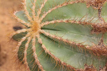 cactus close up