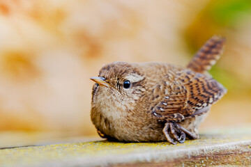 Songbird Wren, Troglodytes Bird is relaxing at bench in November in Europa, Germany, Rhineland...